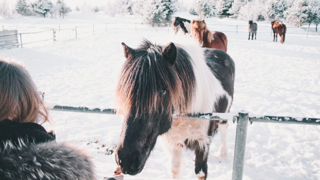 white and black horse