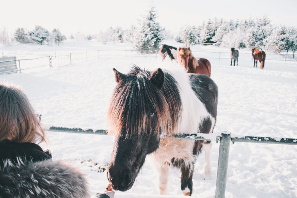White and black horse getting fed