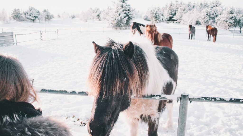 white and black horse