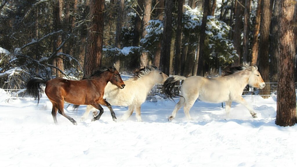 brown horse on snow covered ground during daytime