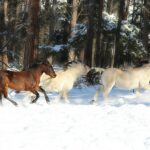 Brown horse on snow covered ground during daytime
