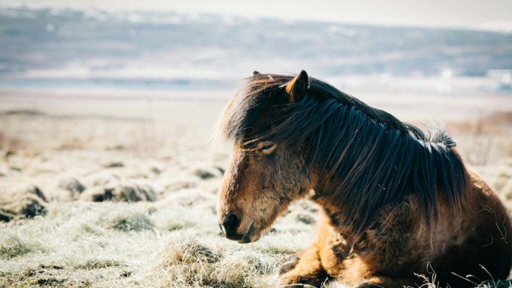 brown horse sitting on grass near beach