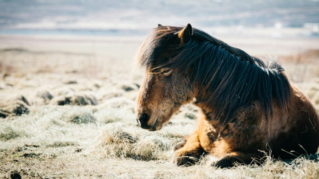 brown horse sitting on grass near beach