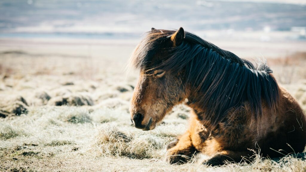 brown horse sitting on grass near beach