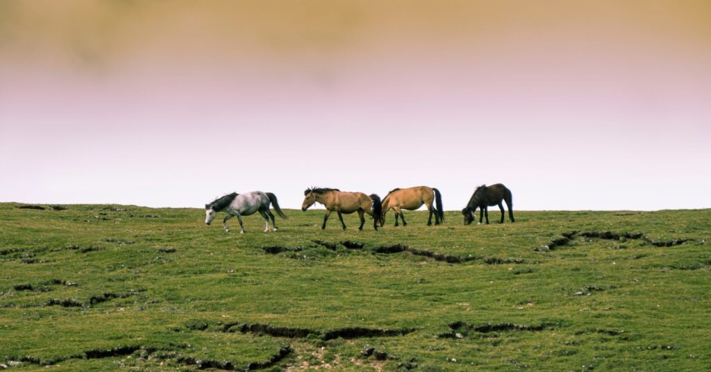 four horses in an open field at daytime