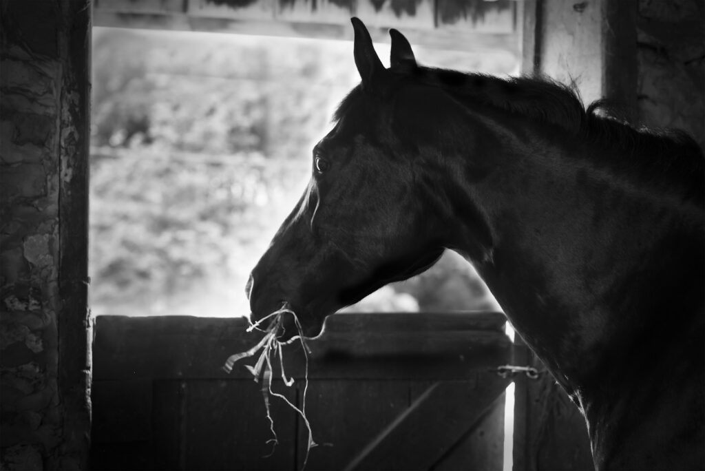 Grayscale photo of horse in stall