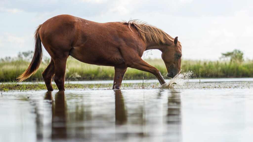 brown horse on water during daytime