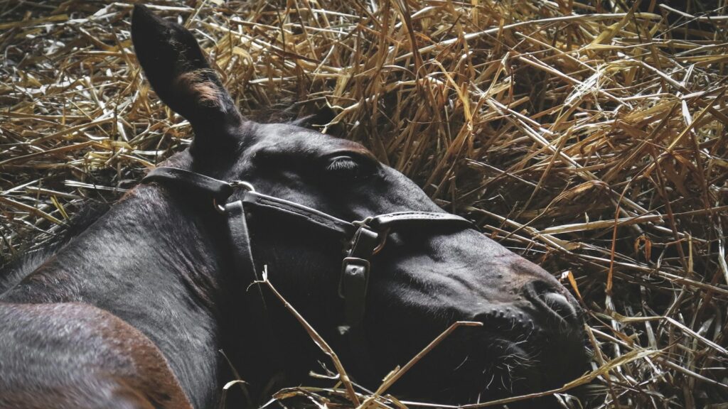 black and brown horse lying on hay