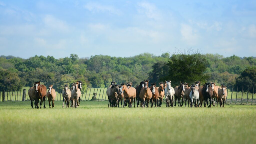 horses standing on grass field at daytime