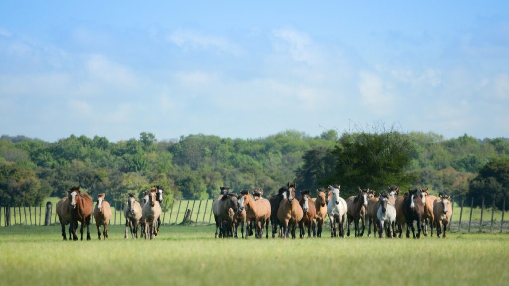 horses standing on grass field at daytime