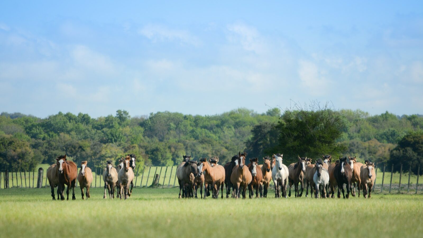 horses standing on grass field at daytime