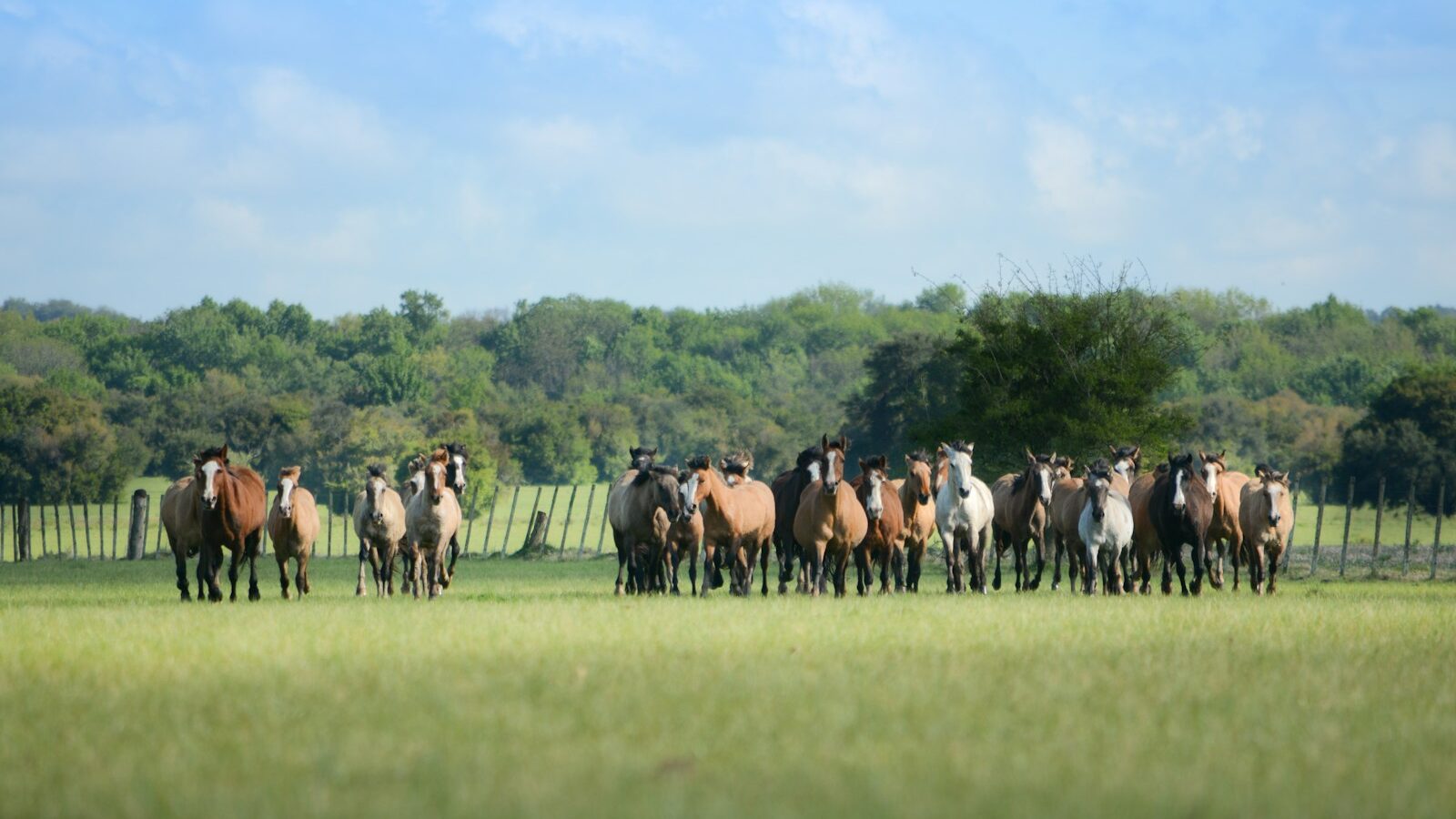 horses standing on grass field at daytime