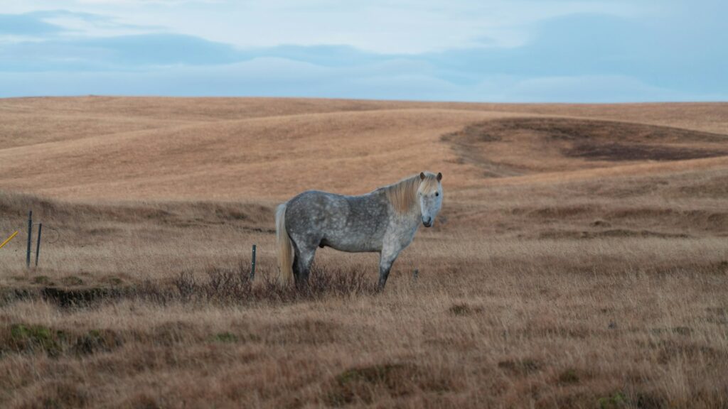 horse standing on brown grass field
