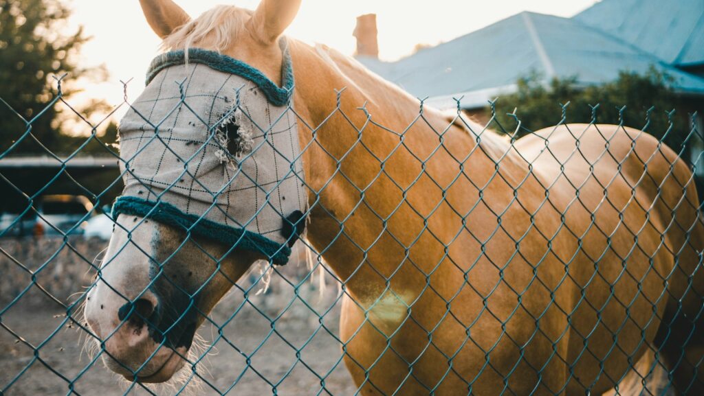 brown horse beside the chain link fence