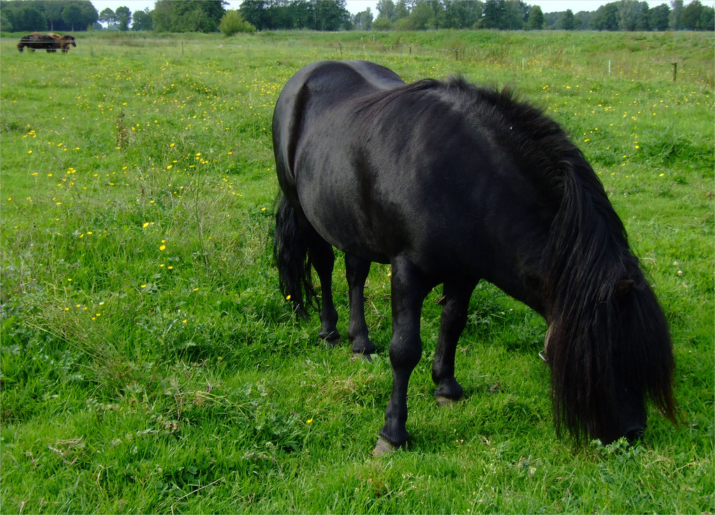 Strong stallion
