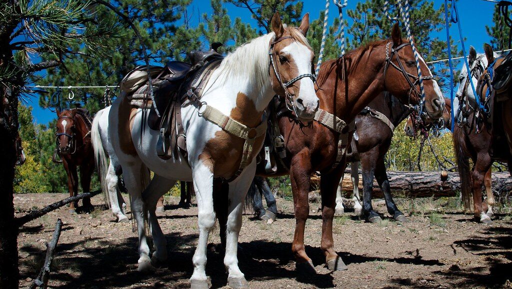Horses on mountains ready to take the carts