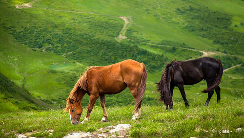 Two horses gazing in grasland