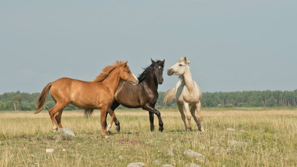 Three horses on green ground