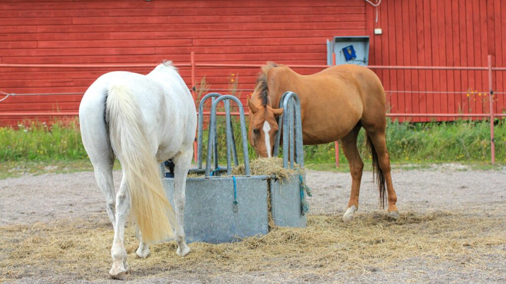 a couple of horses standing next to each other