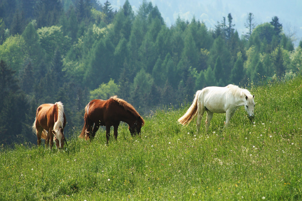 Grazing horses