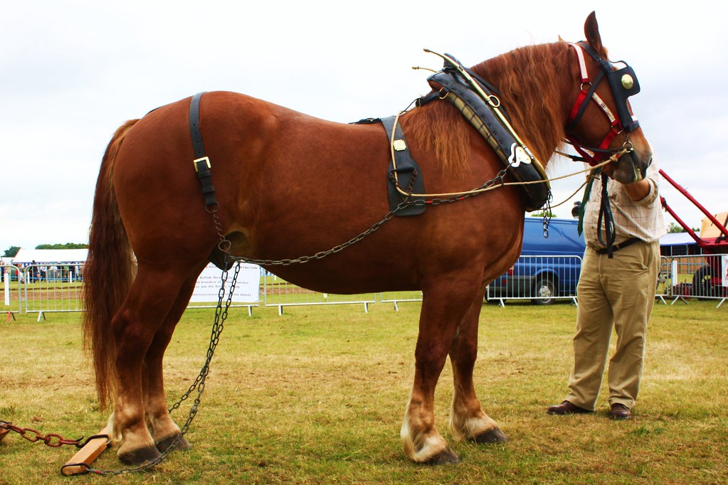 Suffolk Punch