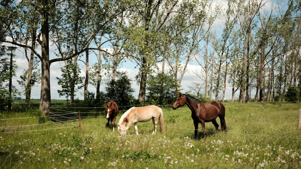 a couple of horses standing on top of a lush green field