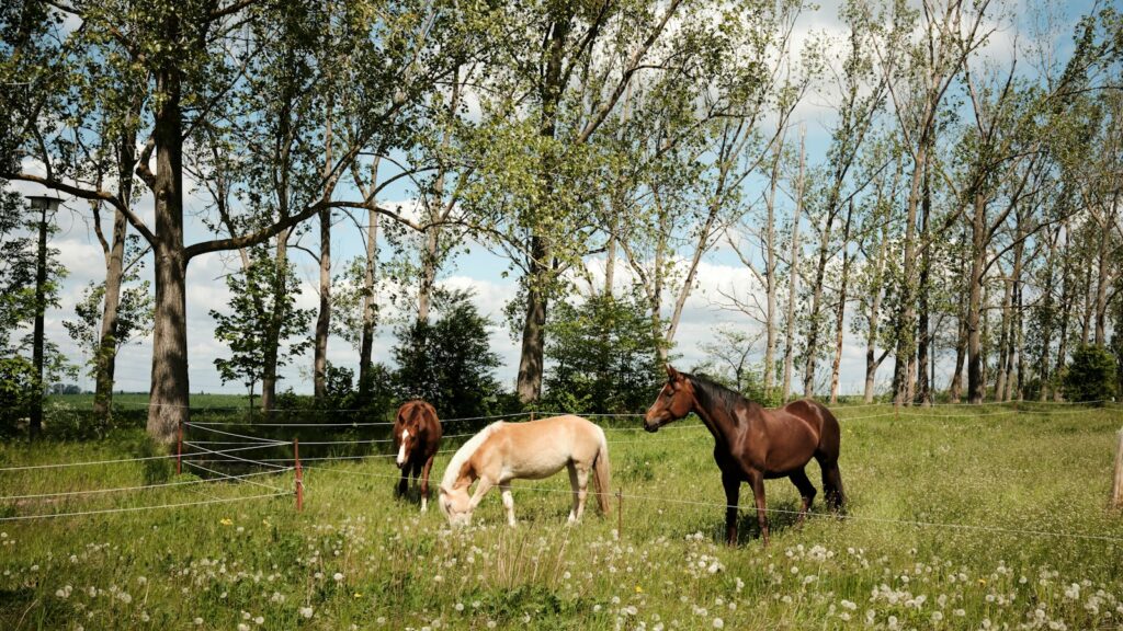 a couple of horses standing on top of a lush green field