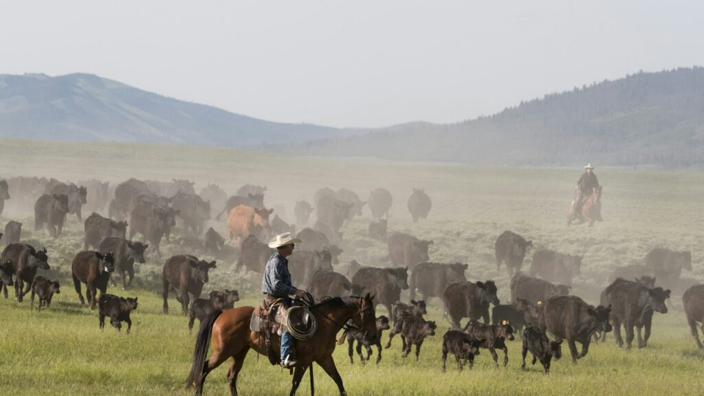 Big Creek Ranch cattle roundup in Wyoming