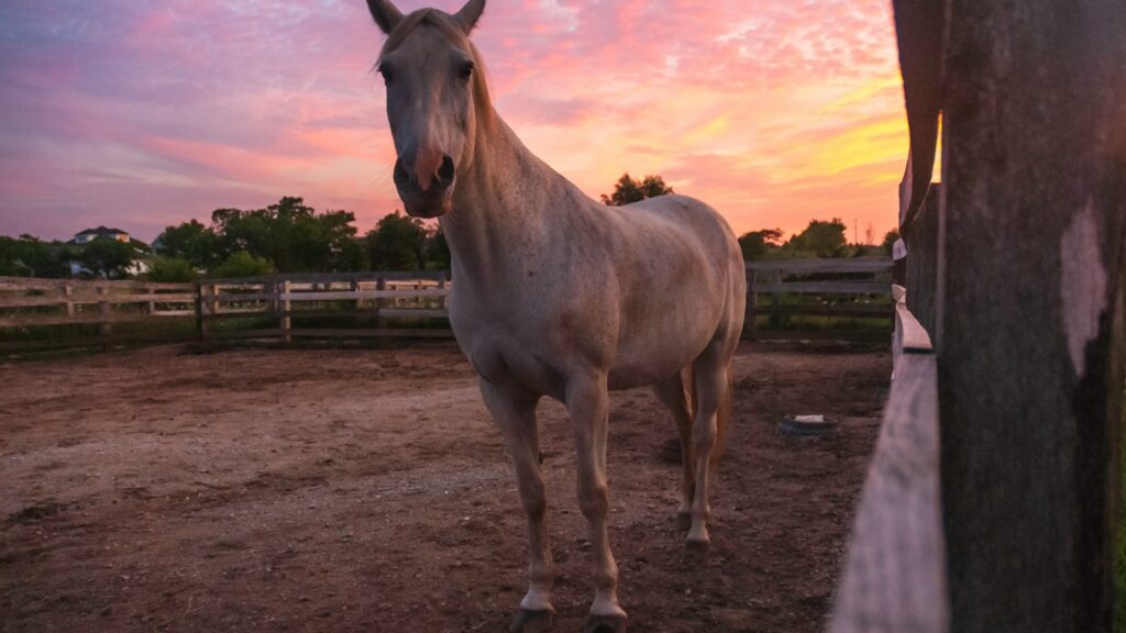 beige horse on ranch
