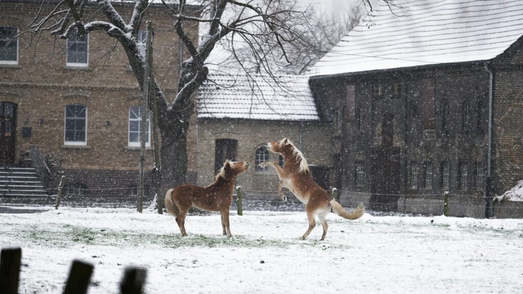 brown short coated dog on snow covered ground during daytime