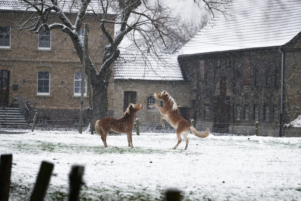 Brown short coated dog on snow covered ground during daytime