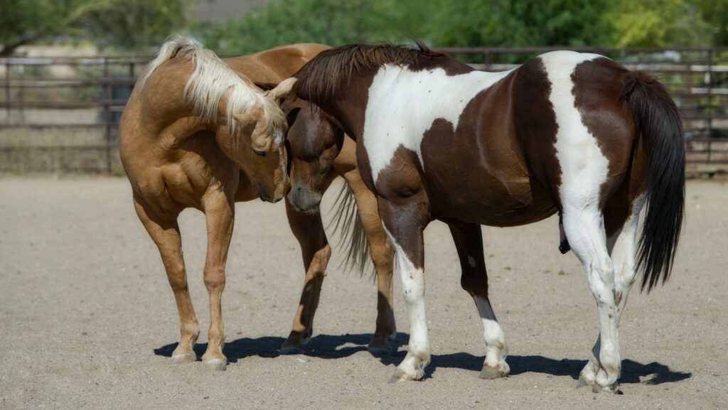 two brown-and-white horse on gray sand