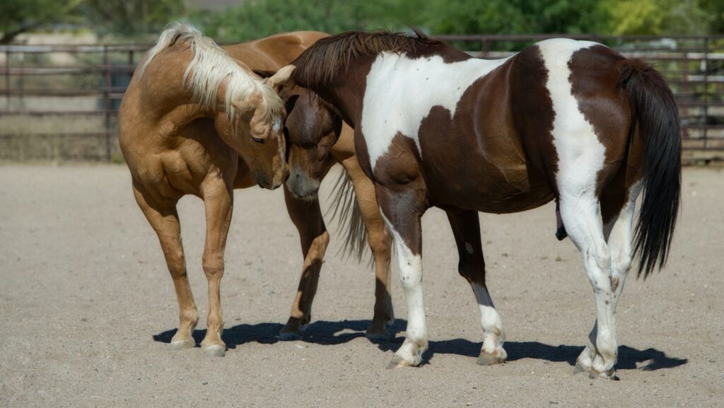 two brown-and-white horse on gray sand