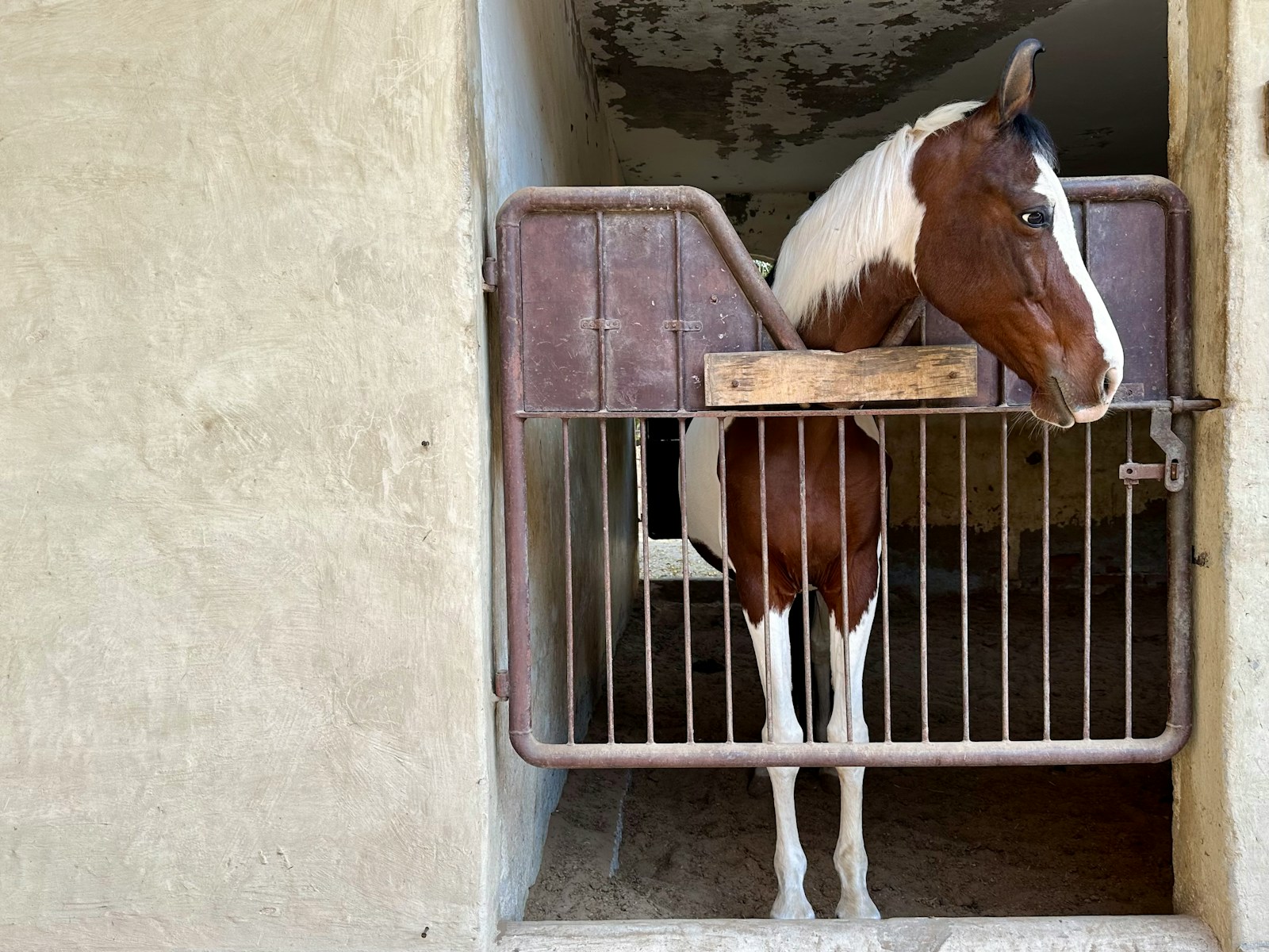 A brown and white marwari horse standing inside of a stable
