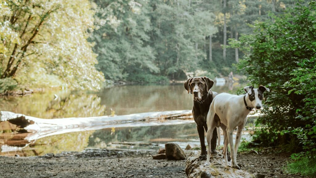 white and brown short coated dog on brown rock near body of water during daytime