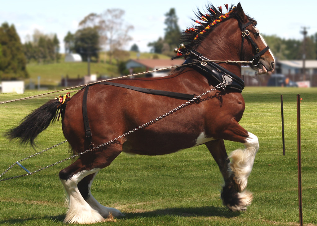 Logging horse