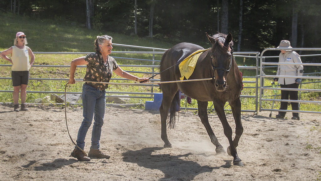 A woman with a horse in saddle