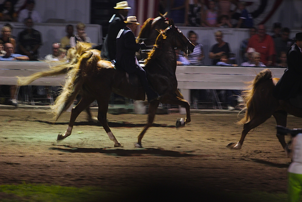 Five Gaited Horses Racking (7714699174)