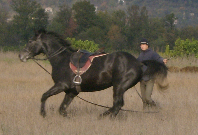 Horse training