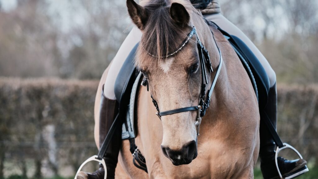 Brown horse with black leather strap on head