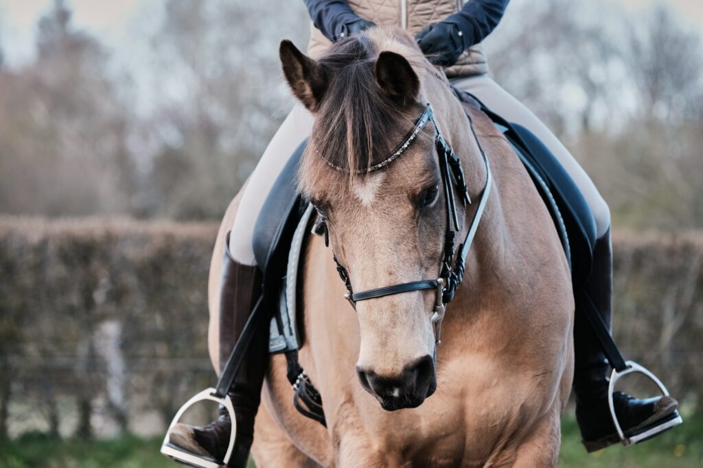 Brown horse with black leather strap on head