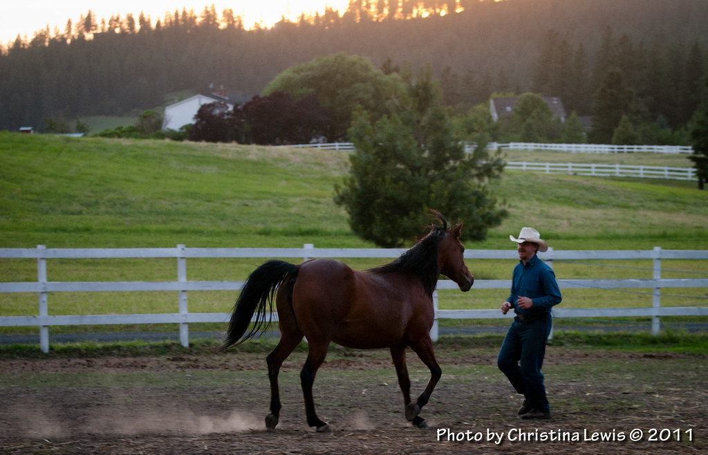 Horse groundwork