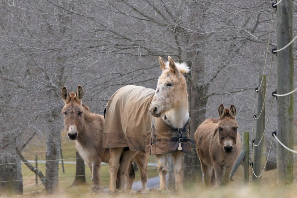 Horses and donkeys