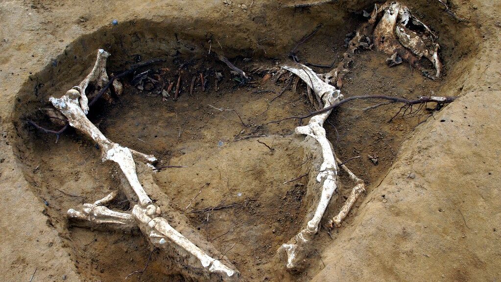 Horse bones