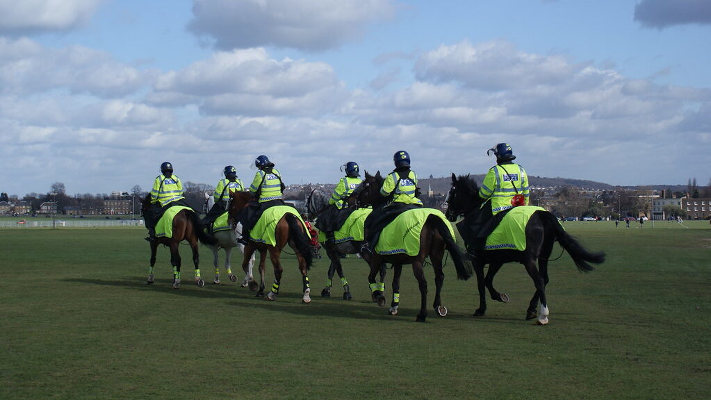 Horses going for their morning exercise