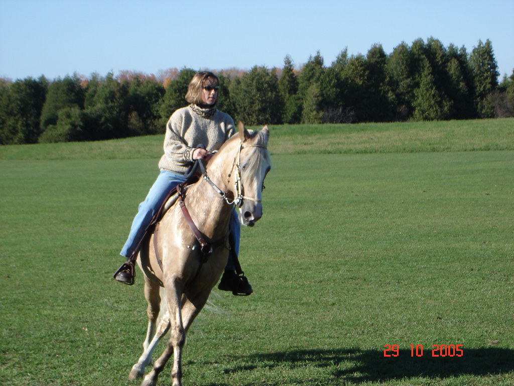 Gaited Horse