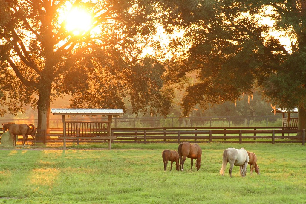Horses grazing at sunset