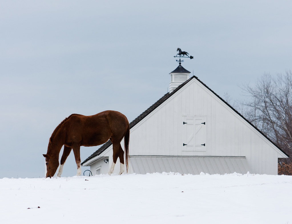 Winter's horse