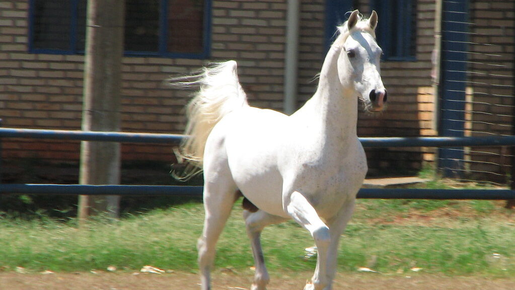 A white is running in the field