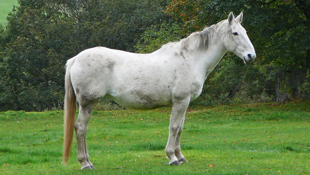 White horse in the meadows